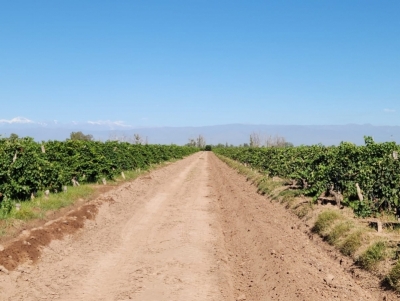FINCA EN LAS MARGARITAS - MAIPU